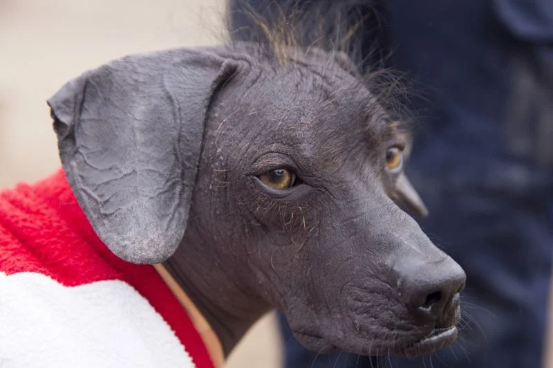 Viringo: ¿Cómo es el perro peruano sin pelo? Viringo Perro peruano sin pelo