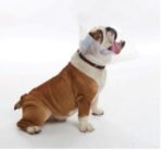 Kruuse Buster Collar Isabelino para Perros BRAQUICÉFALOS  - Varias tallas