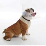 Kruuse Buster Collar Isabelino para Perros BRAQUICÉFALOS  - Varias tallas