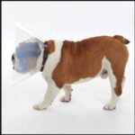 Kruuse Buster Collar Isabelino para Perros BRAQUICÉFALOS  - Varias tallas - Imagen 2