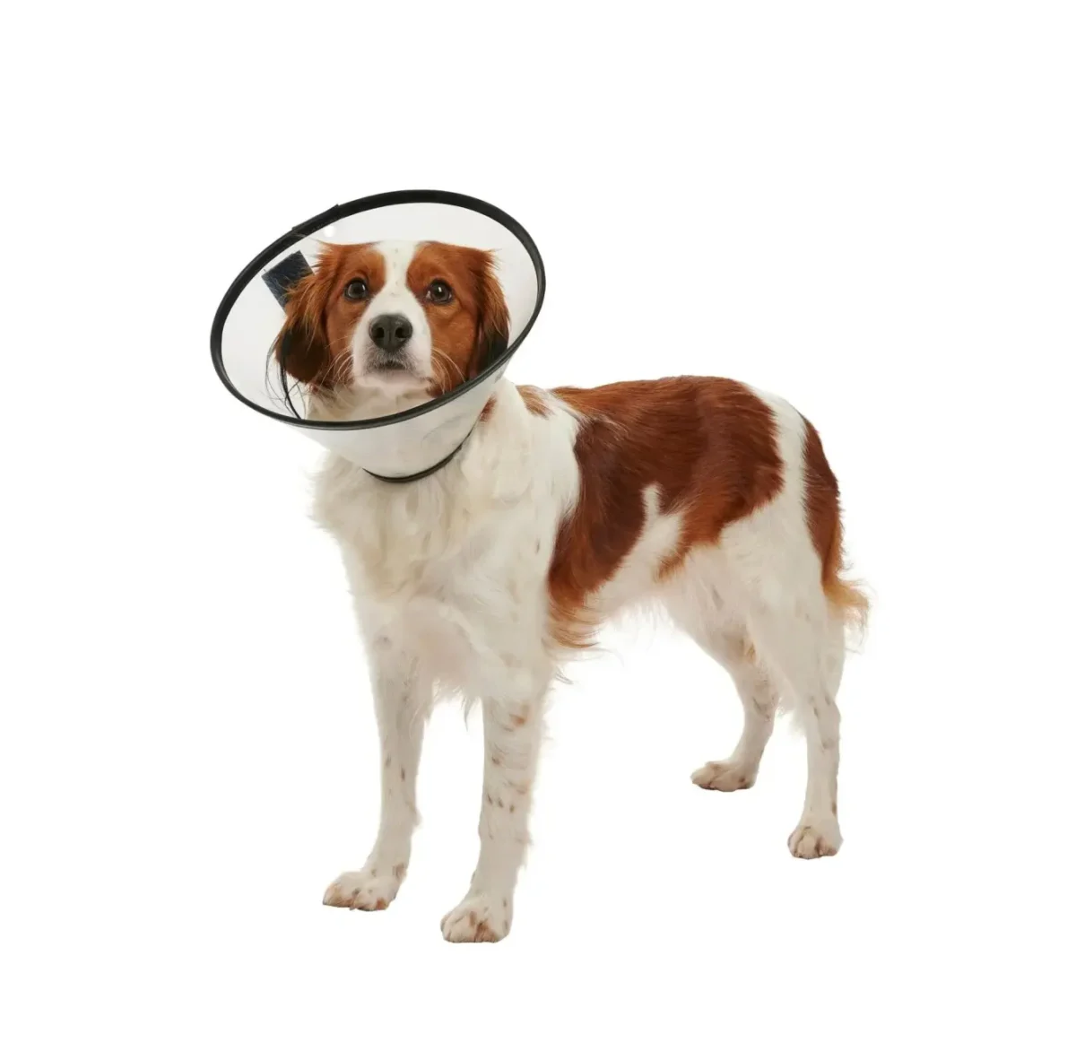 Collar Isabelino para Mascota - Kruuse Buster Quick - Imagen 2