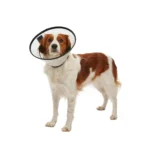 Collar Isabelino para Mascota - Kruuse Buster Quick - Imagen 2