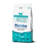 Monge Feline Kitten
