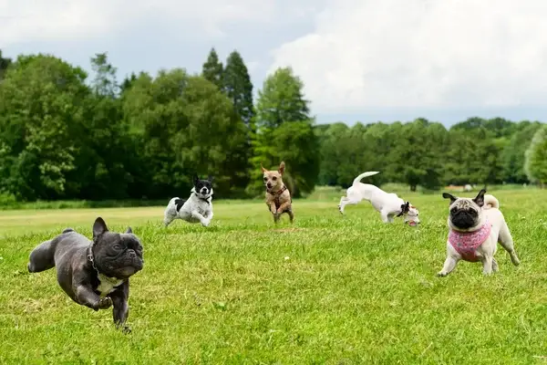 perritos felices con antipulgas