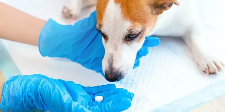 Las 5 mejores antipulgas para perros
