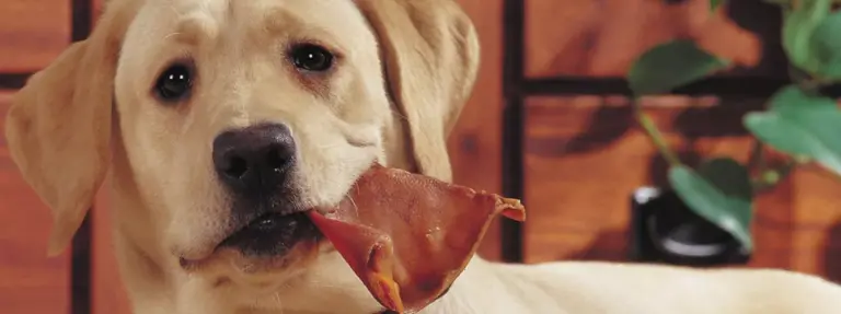 ¿Son buenas las orejas de cerdo para los perros? Descúbrelo ahora mismo