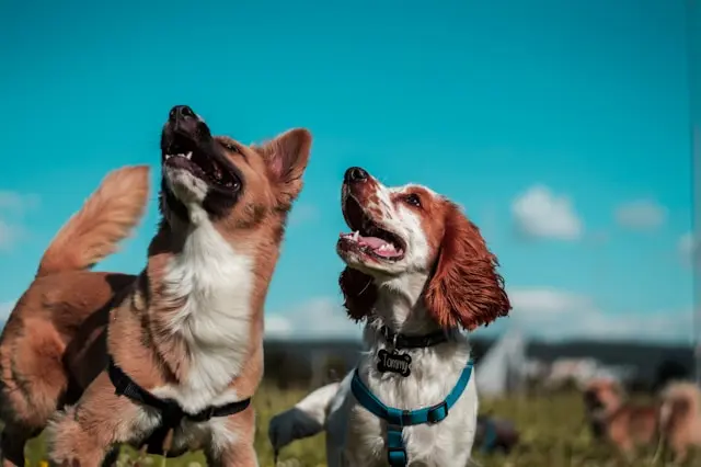 Como medir la inteligencia de un perro 2