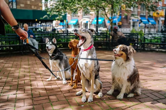 Inteligencia de un perro comparada con un humano 1