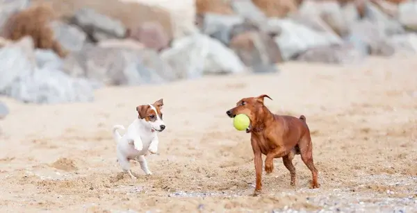 Accesorios eco-friendly para mascotas