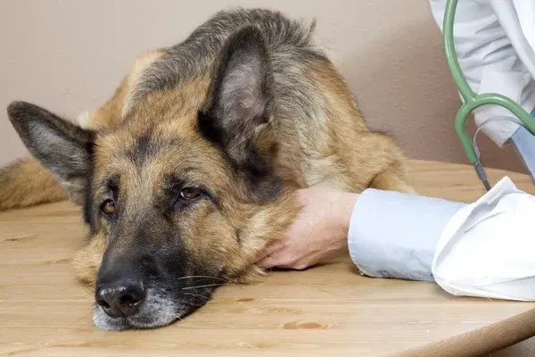 Signos de alergia en mascotas