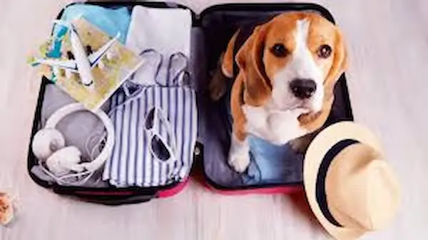 viajar con mascotas 2