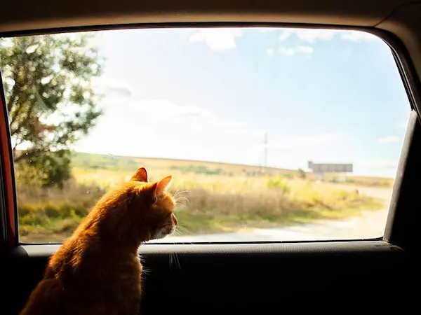 viaje con gatos