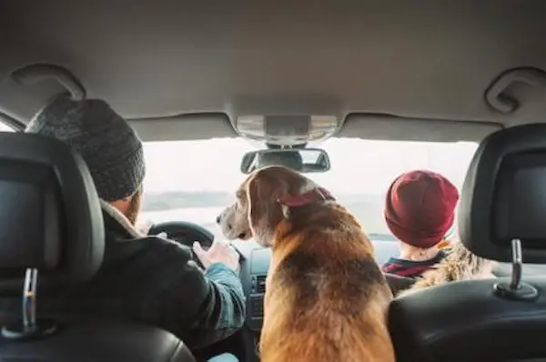 viaje con perros