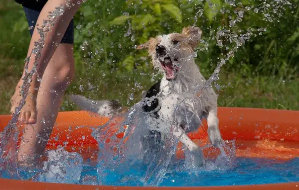 bañando a mi perro cómo refrescar a mi perro