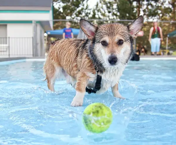 perrito en picina con su pelotita