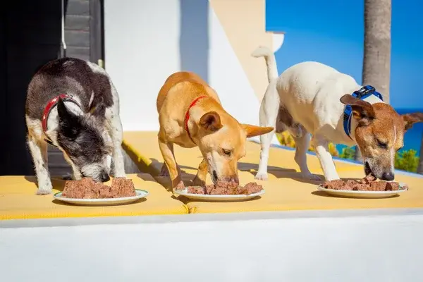 perritos comiendo