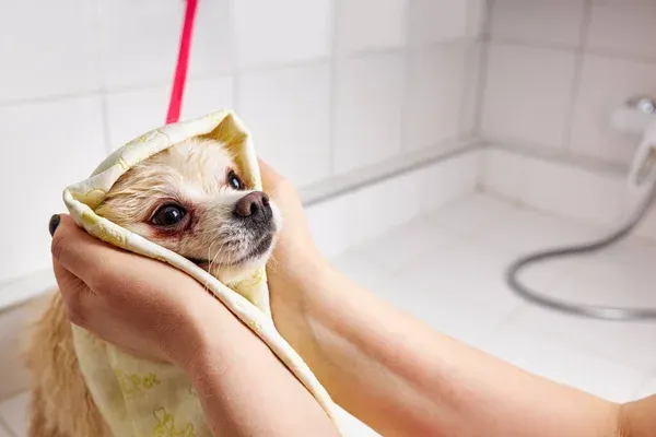 perrito baño