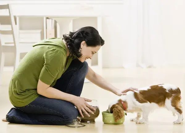 Principios de una dieta canina apropiada