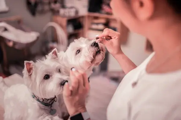 alimentación para perros