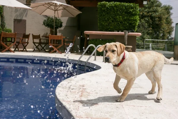 cómo refrescar a mi perro