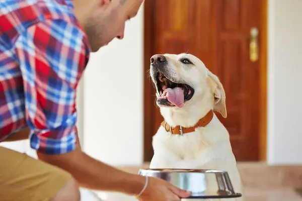 dieta equilibrada para perros