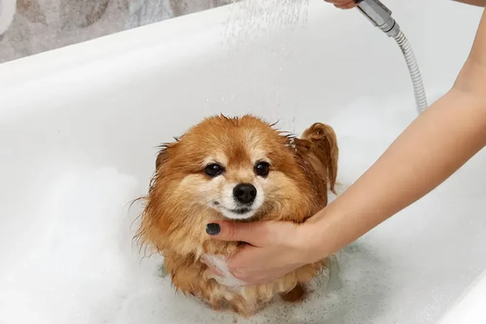 ¿Cada cuánto tiempo se puede bañar a un perro