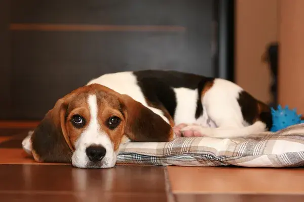 Cómo saber si mi perro tiene parásitos