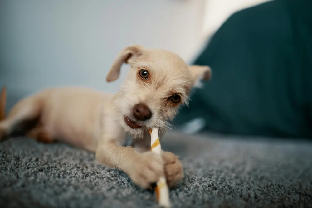 Los 10 Mejores alimentos para perros Guía Completa