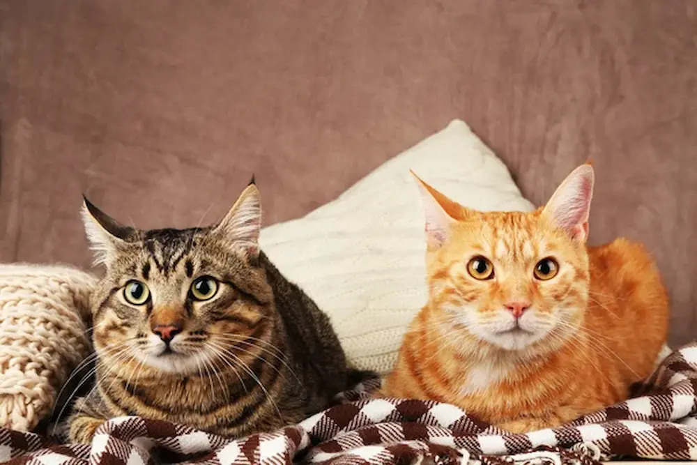 Por qué los gatitos ronronean Lenguaje secreto