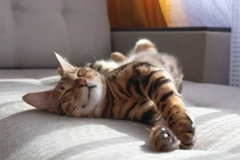 Mi gato duerme mucho Es normal