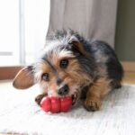 juguete para perros kong classic
