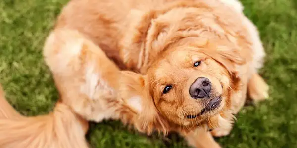 Cómo saber si mi perro tiene pulgas