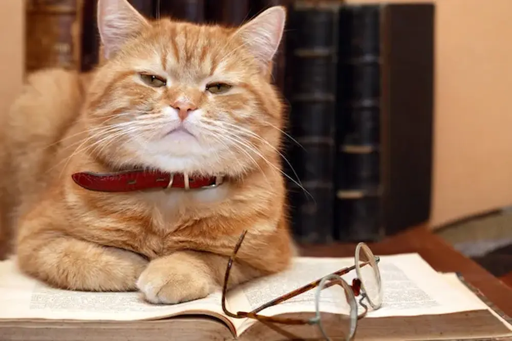 Gatos ancianos