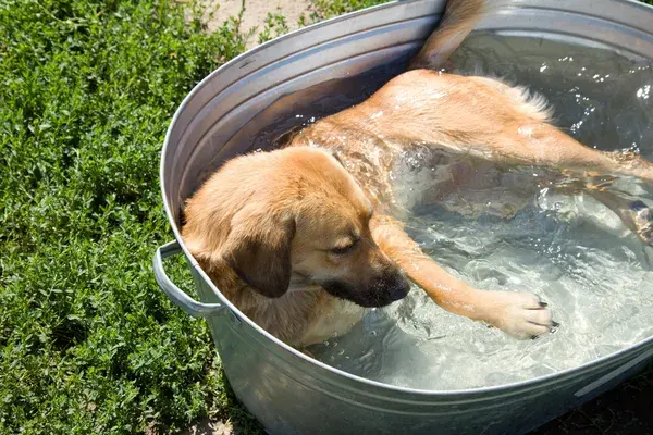 perrito bañandose