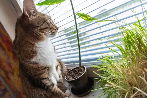 Plantas tóxicas para gatos Protege a tu felino en casa