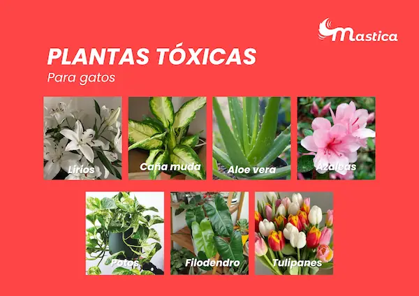 Plantas tóxicas para gatos