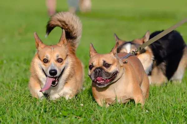 perritos en el parque con sol