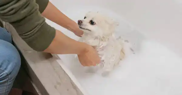 persona bañando a su perrito, cómo saber si mi perro tiene pulgas te ayuda a actuar ante ello