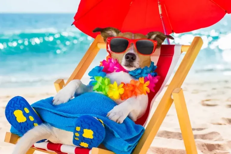 golpe de calor en perros