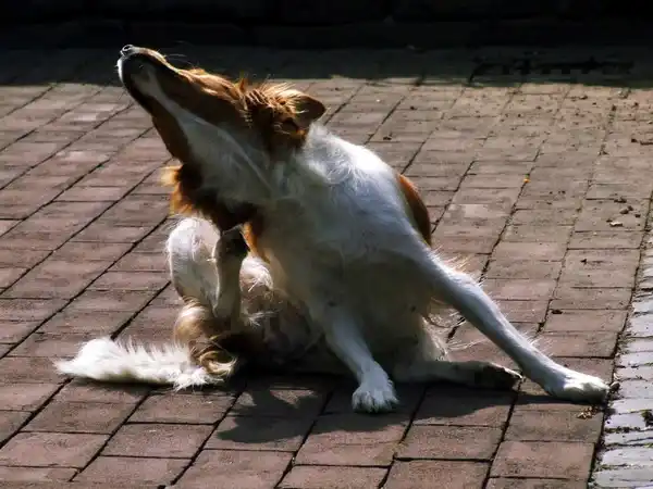 perro con pulgas en el sol, para evitar ello es importante cómo saber si mi perro tiene pulgas