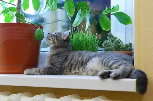 Gato con plantas que no están dentro del grupo de plantas tóxicas para gatos