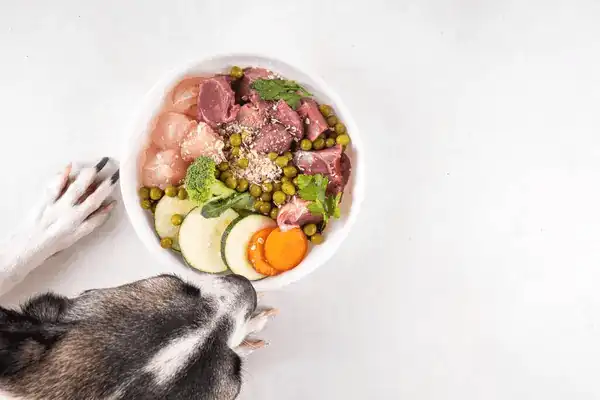 Dieta BARF: Todo lo que tienes que saber sobre esta forma de alimentación Perrito con su plato con comida basada en la dieta BARF