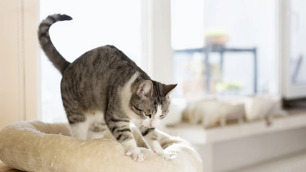 El porque los gatos amasan con sus patas
