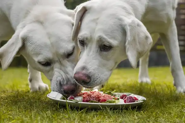 Dieta BARF: Todo lo que tienes que saber sobre esta forma de alimentación Perros ingiriendo su dieta BARF