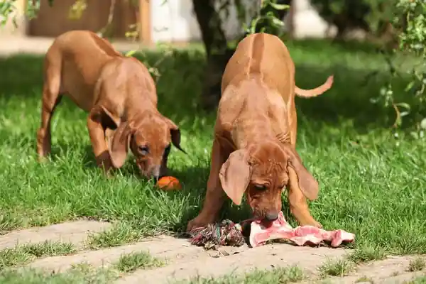 Dieta BARF: Todo lo que tienes que saber sobre esta forma de alimentación Perros en su patio comiendo alimentos basados en la dieta BARF