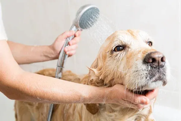 Perrito bañándose para prevenir la dermatitis atópica en perros