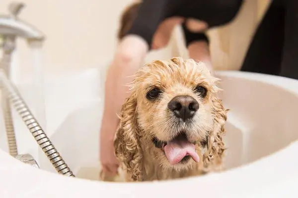 ¿Cómo quitarle el mal olor a mi perro? Mantenlo radiante Dueña bañando a su perrito después de preguntarse cómo quitarle el mal olor a mi perro