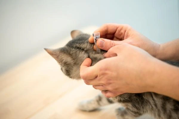 Las 4 mejores pipetas para gatos: Guía completa para proteger a tu felino Gatito al cual le están aplicando una de las mejores pipetas para gatos