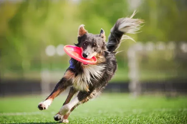 Juegos de estimulación para perros para su bienestar mental