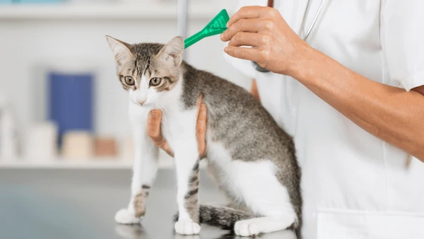 Las mejores pipetas para gatos Guia completa